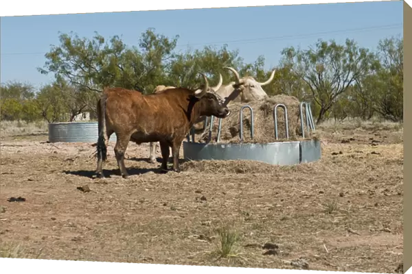 North America, USA, Texas, Panhandle, Palo Duro Canyon, Texas Longhorn Steers