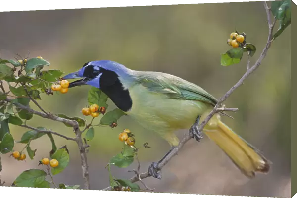Green Jay (Cyanocorax yncas) adult eating anaqua fruits, Texas