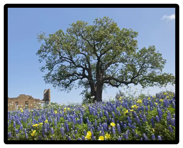 Texas Bluebonnets (Lupinus texensis) in bloom, central Texas, spring