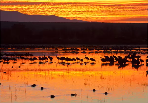 Waterfowl on roost at sunrise, Bosque del Apache National Wildlife Refuge, New Mexico