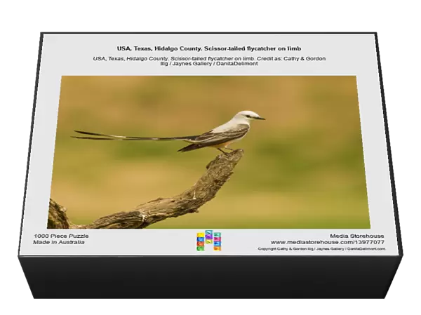 USA, Texas, Hidalgo County. Scissor-tailed flycatcher on limb