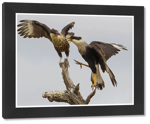 USA, Texas, Hidalgo County. Juvenile and adult crested caracaras vying for space on stump