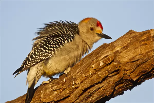 Golden-fronted Woodpecker (Melanerpes aurifrons) male perched on dead limb