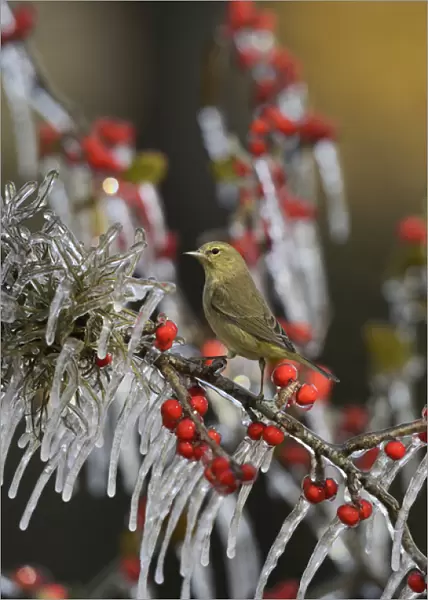 Orange-crowned Warbler (Vermivora celata), adult perched on icy branch of Possum Haw Holly