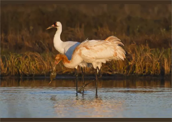 Whooping Crane (Grus americana) wintering at Aransas National Wildlife Refuge, Texas