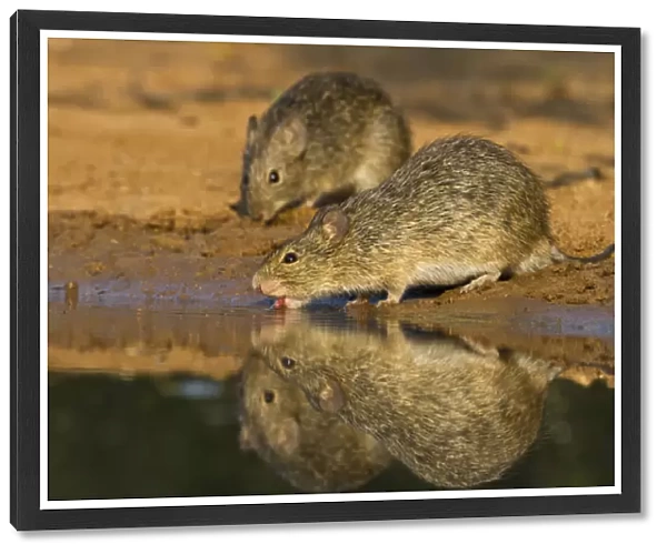 Hispid Cotton Rat (Sigmodon hispidus) drinking at south Texas pond