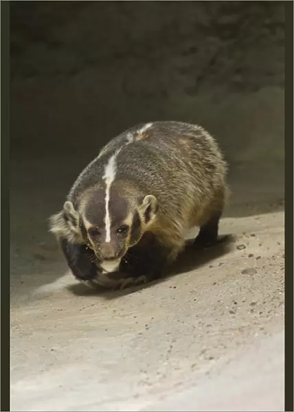 Badger (Taxidea taxus) prowling for prey, Texas