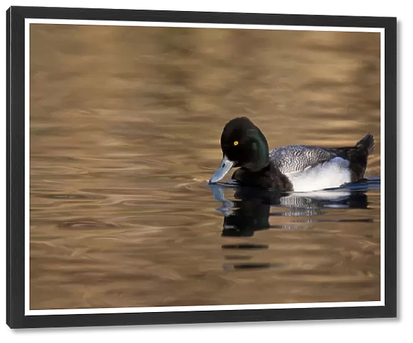 Lesser Scaup (Aythya affinis) male reflected in dark water, Texas