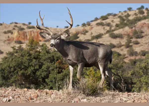 Desert Mule Deer (Odocoileus hemionus) buck in desert mountain habitat