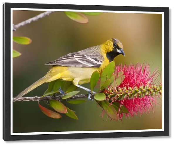 Orchard Oriole (Icterius spurius) young male feeding on nectar in bottlebrush blooms