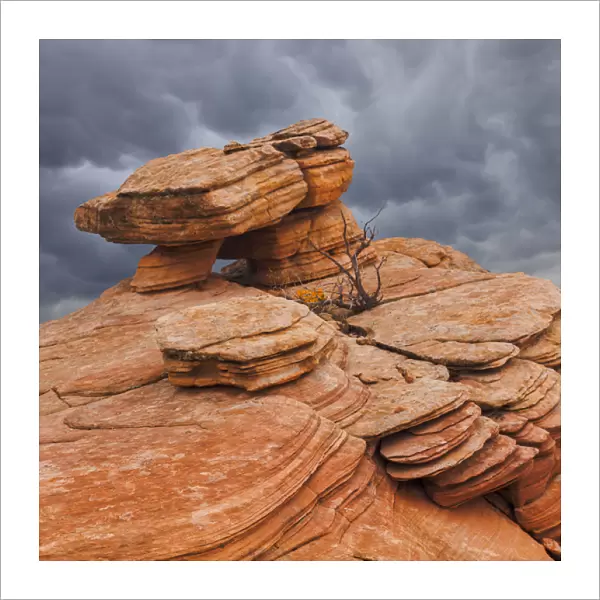 USA, Utah, Dixie National Forest. Sandstone formation in Yant Flats