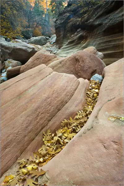 USA, Utah, Zion National Park. Canyon walls with fallen leaves on red rock formation