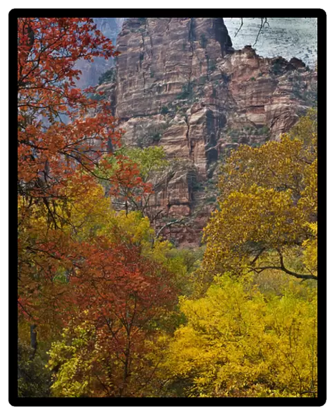 USA, Utah, Zion National Park. Fall foliage in The Narrows
