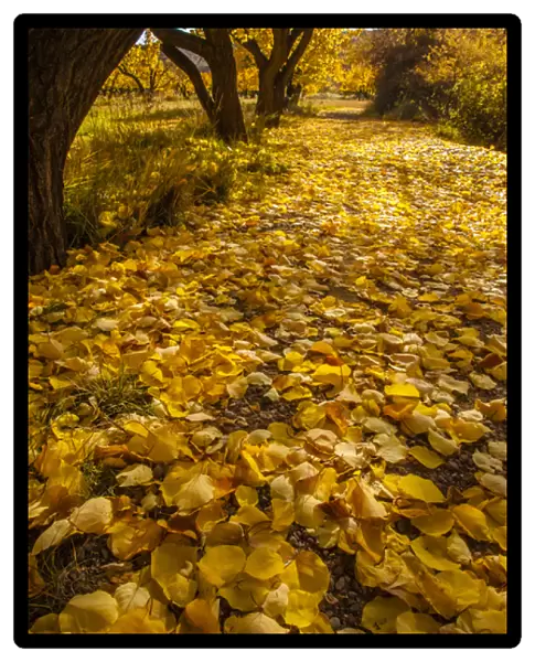 USA, Utah, Capitol Reef. Autumn leaves on Fremont River Trail
