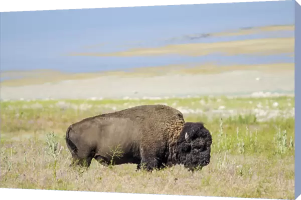 Buffalo (bison) herd Antelope Island State Park, Great Salt Lake, Utah, USA