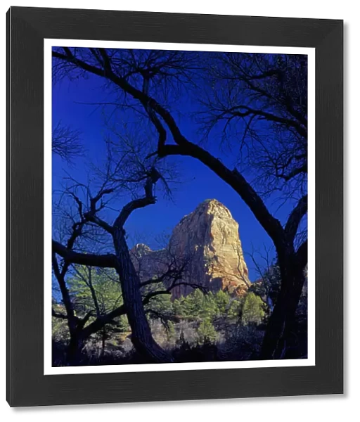 Zion National Park, Utah. USA. Paria Point framed by cottonwoods in late autumn