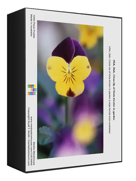 USA, Utah, Close-Up of Viola tricolor in garden