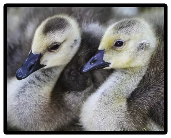 Vienna, Virginina. Pair of young, baby gosling geese cuddle