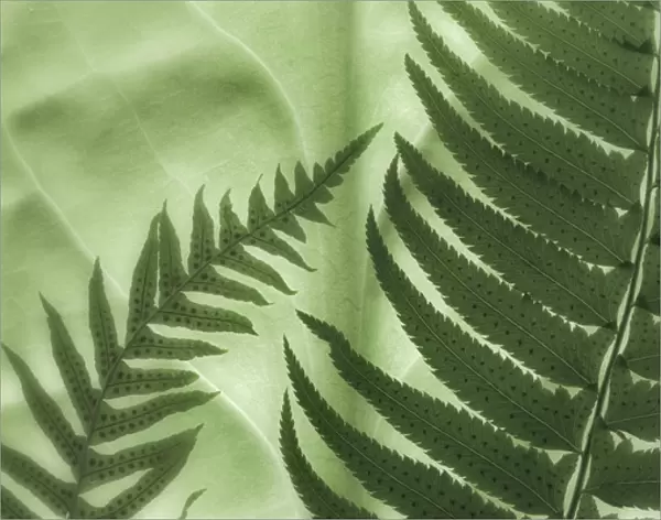 USA, Washington, Seabeck. Oak fern and sword fern on backlit skunk cabbage leaf. Credit as