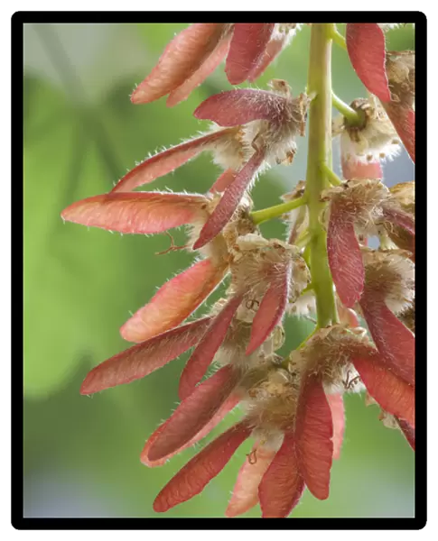 USA, Washington, Seabeck. Close-up of maple tree seeds