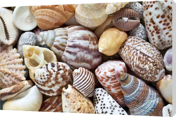 USA, Washington. Close-up of collection of sea shells