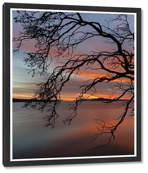 USA, Washington, San Juan Islands. Tree silhouette at sunset