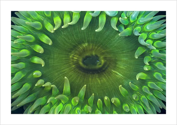 USA, Washington. Close-up of sea anemone. Credit as: Don Paulson  /  Jaynes Gallery  /  DanitaDelimont