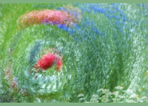 USA, Washington, Whidbey Island. Montage of flowers and greenery