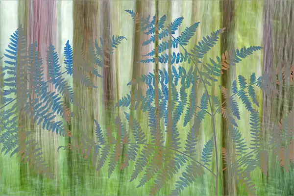 USA, Washington, Seabeck. Collage of bracken ferns and forest
