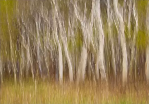 USA, Montana. Aspen forest abstract. Credit as: Don Paulson  /  Jaynes Gallery  /  DanitaDelimont