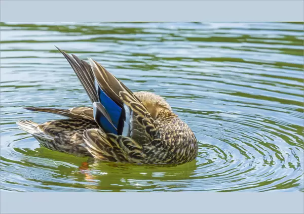 USA, Washington, Seabeck. Mallard duck preening in water