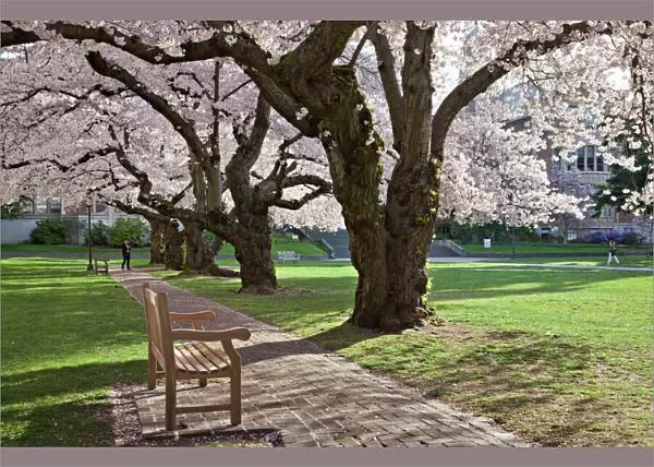 North America, USA, Washington, Seattle. Cherry trees on the University of Washington