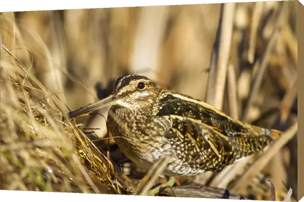 USA. A Common Snipe (Gallinago gallinago) sits camoflaged against some dried vegetation