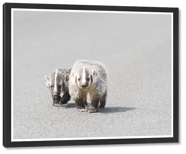 USA. Washington State. American Badger (Taxidea taxus) and offspring cross a rural