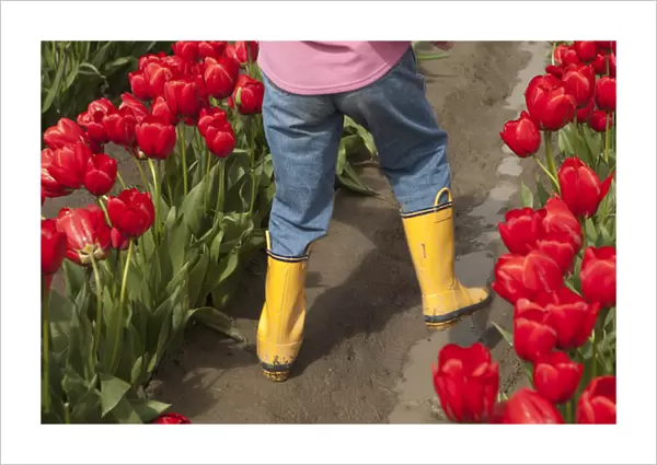 North America, United States, Washington, Mount Vernon, child in tulip fields at