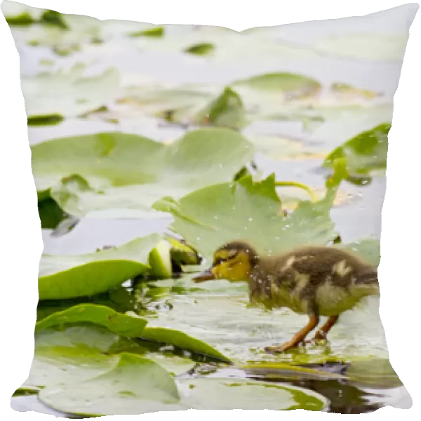 WA, Juanita Bay Wetland, Mallard duck, duckling (Anas platyrhynchos)