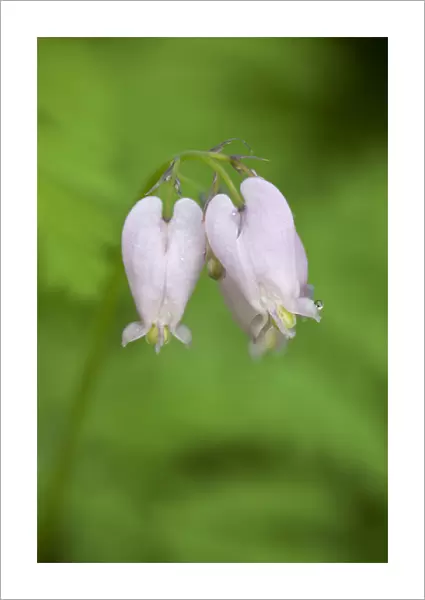 WA, Tiger Mountain State Forest, Western Bleeding Hearts (Dicentra formosa)