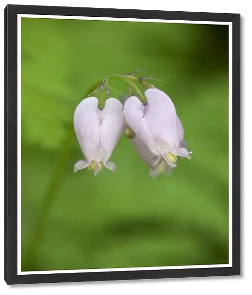 WA, Tiger Mountain State Forest, Western Bleeding Hearts (Dicentra formosa)