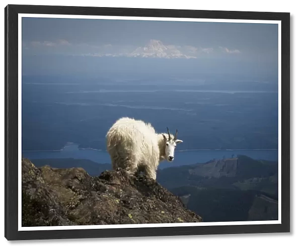 Olympic National Forest, Mount Ellinore. Mountain goat with Mount Rainier in background