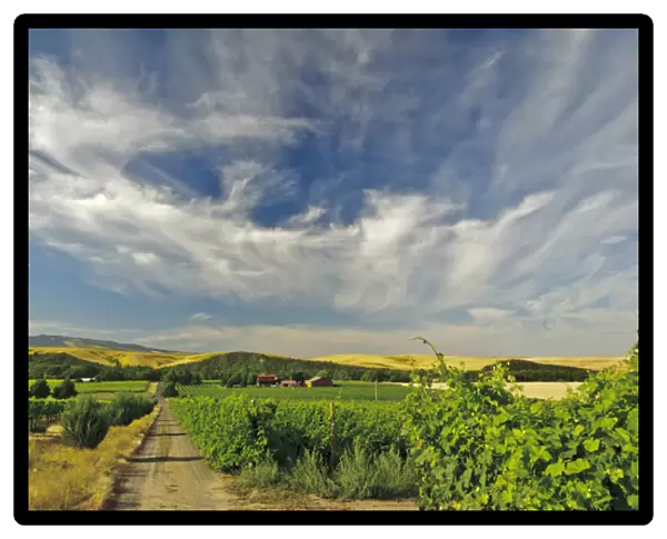 USA, Washington, Walla Walla. The vineyards of Walla Walla Vintners