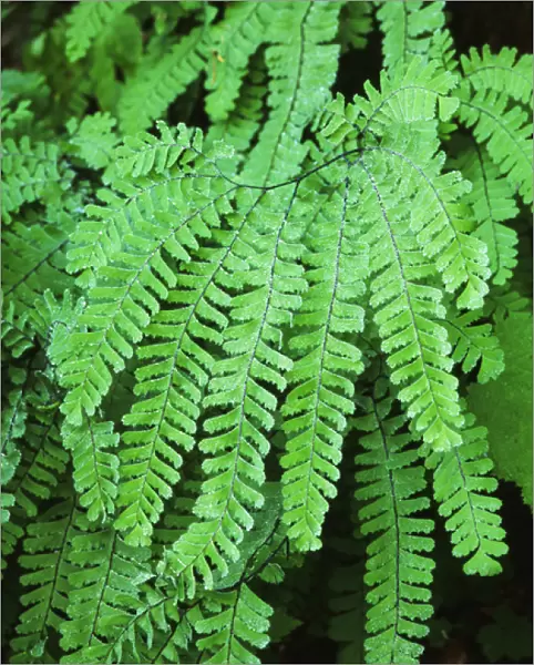 USA, Washington State, Dew covered fern at Mt. Rainier National Park