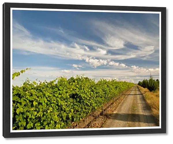 USA, Washington, Walla Walla. A road next to the vineyards of Walla Walla Vintners