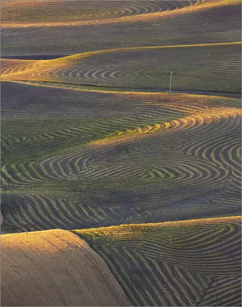 North America; USA; Washington State; Palouse Region; Crops of Wheat and Peas nearing Harvest