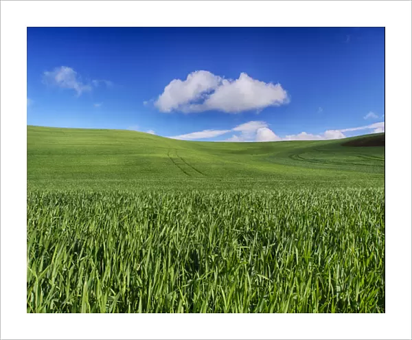 North America; USA; Washington; Palouse Country; Spring Wheat Field and Clouds