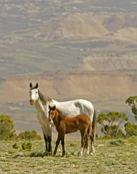 USA, Wyoming, Carbon County. Wild horse mare and colt