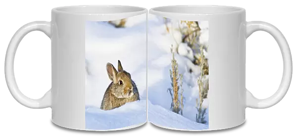 USA, Wyoming, Sublette County, Nuttalls Cottontail rabbit sitting in snow in
