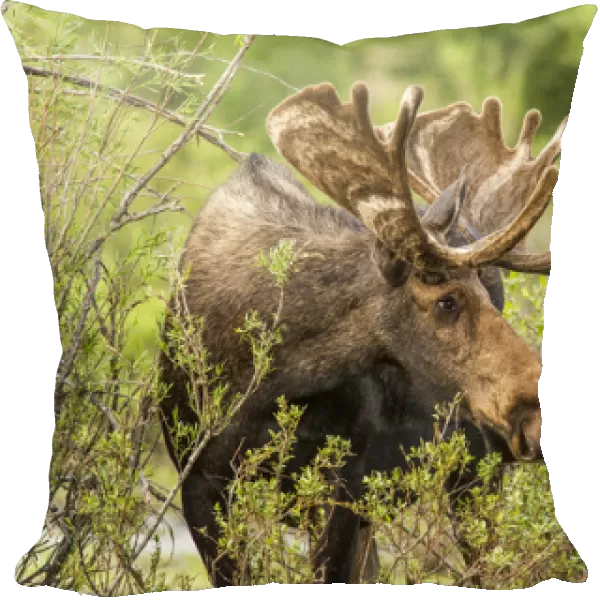 Bull Moose foraging in Grand Teton National Park, Wyoming, USA