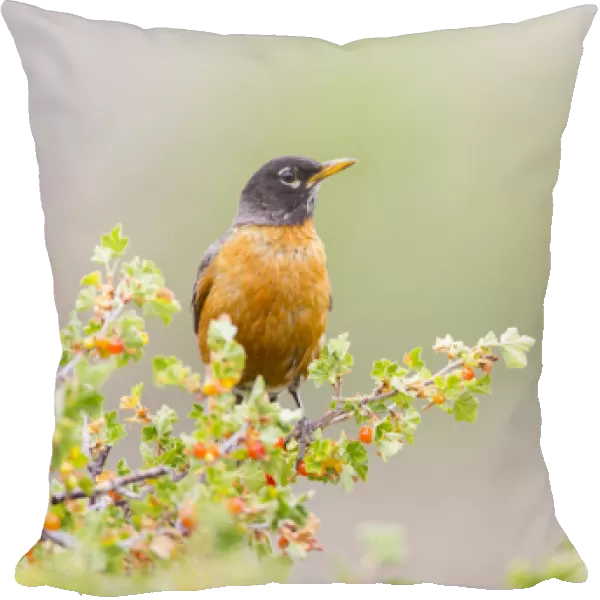 USA, Wyoming, Sublette County, An American Robin sits in a current bush with berries