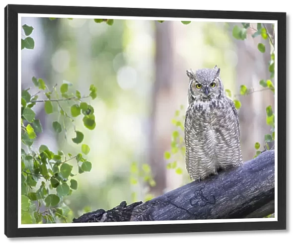 USA, Wyoming, Sublette County, Great Horned Owl roosting on log