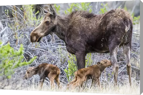 USA, Wyoming, Sublette County, a cow moose stands by her twin newborn calves